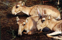 Saiga; Saiga Antelope (Saiga tatarica)