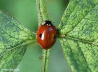 Adalia bipunctata - 2-spot Ladybird