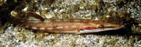 Spinachia spinachia, Sea stickleback: aquarium