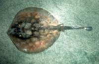 Urobatis halleri, Haller's round ray: fisheries, gamefish, aquarium