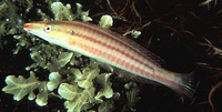 Hologymnosus doliatus, Pastel ringwrasse: fisheries, aquarium
