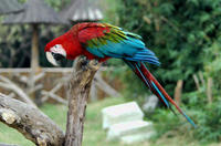 Image of: Ara chloropterus (red-and-green macaw)
