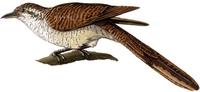Image of: Cacomantis sonneratii (banded bay cuckoo)