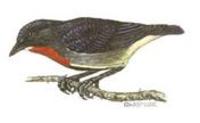 Image of: Dicaeum celebicum (grey-sided flowerpecker)