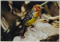 Image of: Trachyphonus erythrocephalus (red-and-yellow barbet)