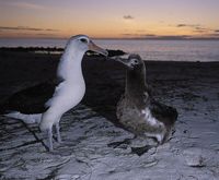 Laysan Albatross - Diomedea immutabilis