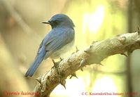 Hainan Blue Flycatcher - Cyornis hainanus