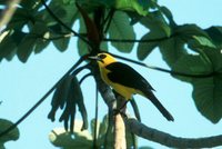 Oriole Blackbird - Gymnomystax mexicanus