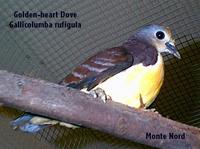 Golden Heart Dove (Gallicolumba rufigula)