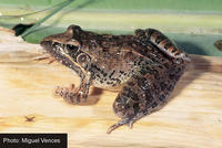 : Ptychadena oxyrhynchus; Sharp-nosed Ridged Frog