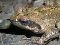 : Rana italica