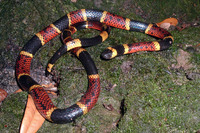 : Micrurus fulvius tener; Texas Coral Snake