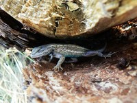 : Sceloporus tristichus; Plateau Lizard