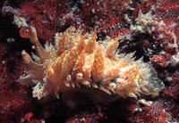 : Dirona picta; Painted Dirona
