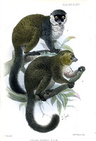 lemur mongoz