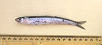 Image of Engraulis encrasicolus, European anchovy, Ansjovis, Açuga, Bh