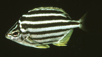 Atypichthys latus, Eastern footballer: aquarium