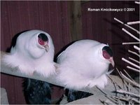 Drouyni White Eared-Pheasant Crossoptilon crossoptilon drouyni