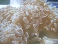 Euphyllia ancora - Hammer Coral