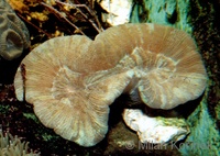 Trachyphyllia geoffroyi - Open Brain Coral