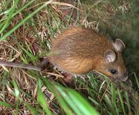 Image of: Napaeozapus insignis (woodland jumping mouse)