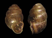 Vertigo moulinsiana - Des Moulin's Whorl Snail