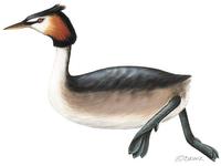 Image of: Podiceps cristatus (great crested grebe)