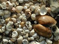 Image of: Gastropoda (gastropods, slugs, and snails), Bivalvia (bivalves and clams)