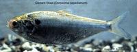 Image of: Dorosoma cepedianum (American gizzard shad)