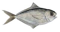 Image of: Peprilus triacanthus (butterfish)