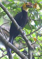 Sulawesi Hornbill - Penelopides exarhatus