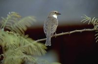 Mariqua Flycatcher - Bradornis mariquensis