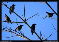 Short-tailed Starling - Aplonis minor