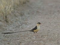 Shaft-tailed Whydah - Vidua regia