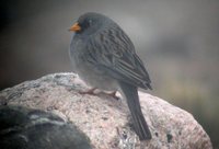 Band-tailed Sierra-Finch - Phrygilus alaudinus