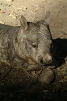 Hairy Nosed Wombat