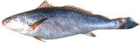 민어 Miichthys miiuy (Basilewsky)