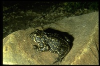 : Bufo exsul; Black Toad