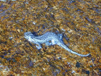 : Hydromantes platycephalus; Mount Lyell Salamander