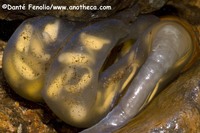 : Hynobius kimurae; Hida Salamander