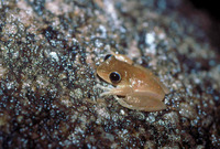 : Nyctimystes dayi; Lace-eyed Tree Frog