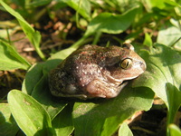 : Pelobates fuscus; Common Spadefoot Toad