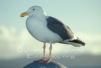 : Larus argentatus; Herring Gull