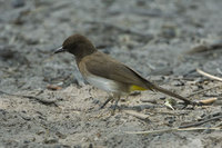 : Pycnonotus tricolor; Dark Capped Bulbul