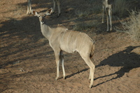 : Tragelaphus strepsiceros strepsiceros; Southern Greater Kudu