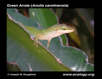 : Anolis carolinensis, hylocereus undatus; Green Anole