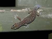 : Oedura monilis; Ocellated Velvet Gecko