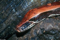 : Python curtus brongersmai; Red Blood Python