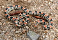 : Rhinocheilus lecontei tessellatus; Texas Long-nosed Snake