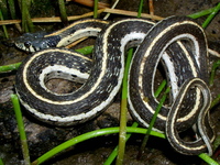 : Thamnophis crytopsis; Black-necked Garter Snake